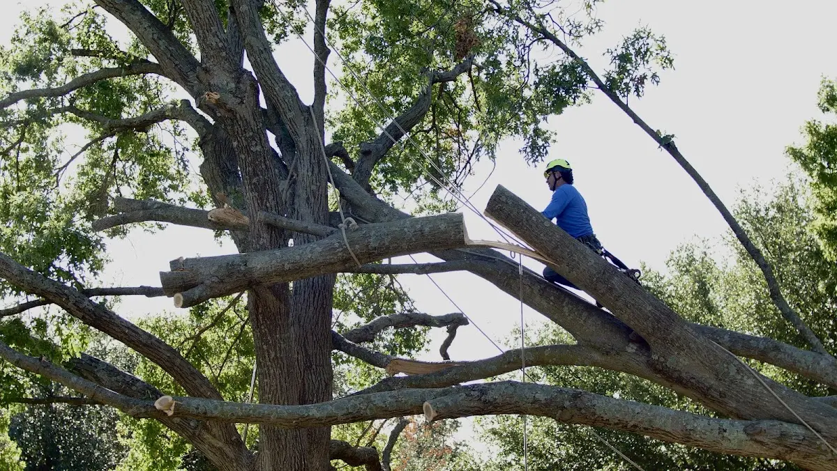 Professional Hazardous Tree Removal performed by certified arborists in Atkinson